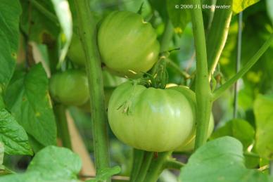 Green Tomatoes, Summer 2007, © Copyright 2008 Jade Leone Blackwater