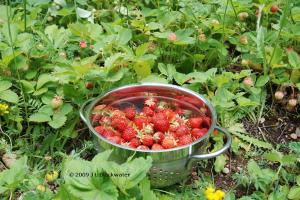 Happy Strawberry Harvest, Copyright © 2009 Jade Leone Blackwater