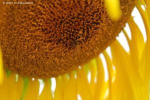 Sunflower and Honey Bee, Copyright © 2009 Jade Leone Blackwater
